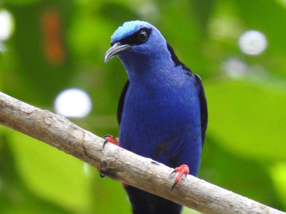 Arua Observacao De Vida Silvestre Praia do Forte Ngoại thất bức ảnh