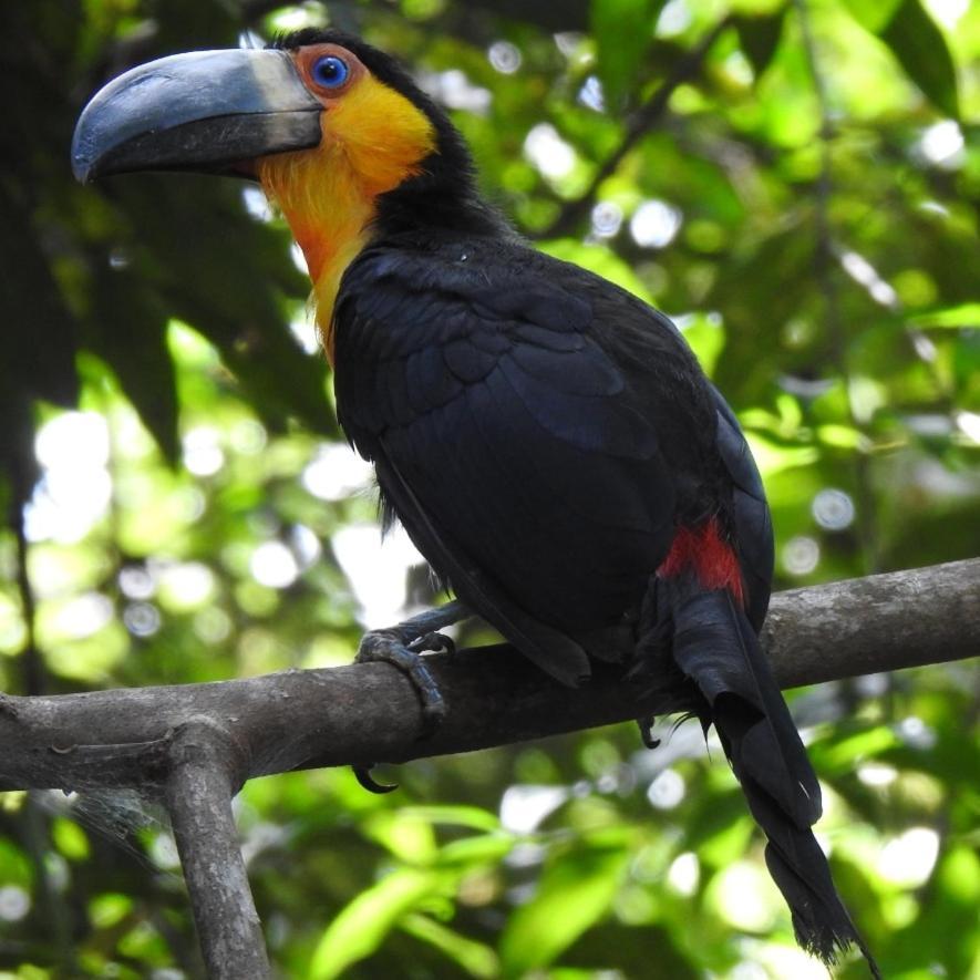 Arua Observacao De Vida Silvestre Praia do Forte Ngoại thất bức ảnh